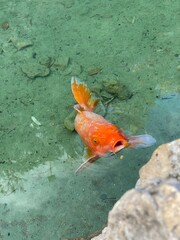Orange Koi In Pond With Mouth Open Looking For Food