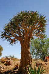 A big quiver tree on a knoll in the vast stretches of the Kalahari semi-desert