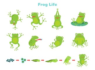 Cartoon frog. Cute green frogs, isolated wild animal in different poses. Life cycle, biology vector illustration. Biology life, amphibian and tadpole
