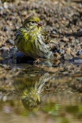 Girlitz (Serinus serinus) Männchen