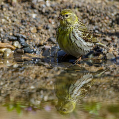 Girlitz (Serinus serinus) Männchen