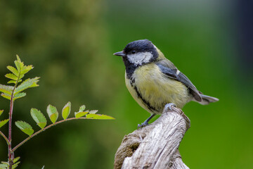 Kohlmeise (parus major)