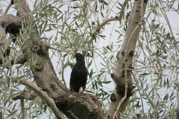 Vogel im Baum 01