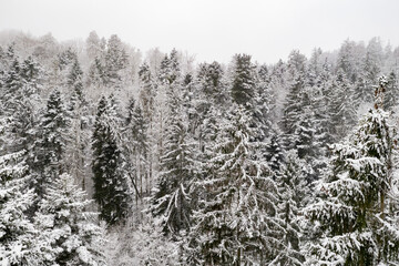 winter forest  with snow covered trees christmas mood