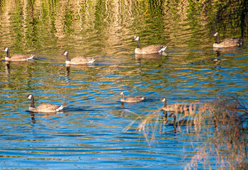 Canada Geese on Railroad Lake in Cornerstone Park, Henderson, NV.