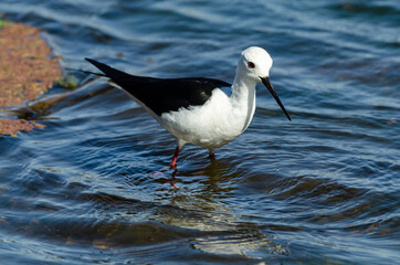 Echasse blanche,  Himantopus himantopus, Black winged Stilt