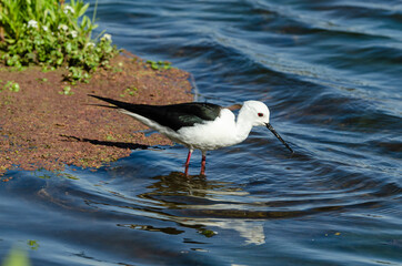 Echasse blanche,  Himantopus himantopus, Black winged Stilt
