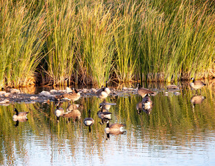 Canada Geese on Railroad Lake in Cornerstone Park, Henderson, NV.