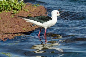 Echasse blanche,  Himantopus himantopus, Black winged Stilt