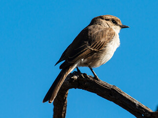 Gobemouche du Marico.Melaenornis mariquensis - Marico Flycatcher