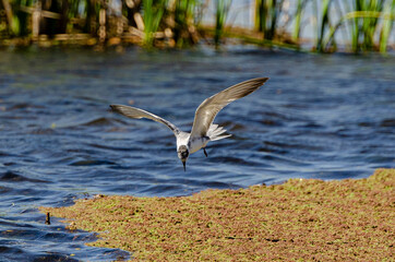 Guifette moustac,. Chlidonias hybrida,  Whiskered Tern