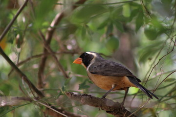 Pepitero