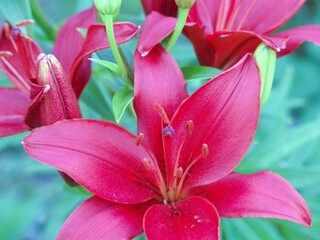Lilies, beautiful bright buds, bloomed on a summer day.
