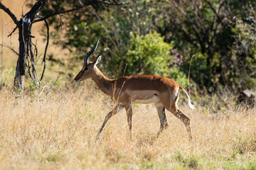 Naklejka na ściany i meble Impala, mâle, Aepyceros melampus