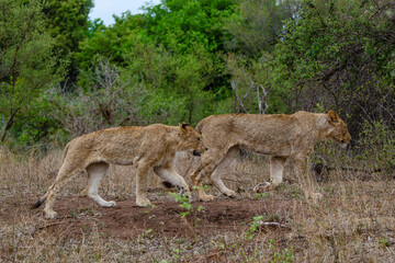 lion, femelle, lionne, Panthera leo, Afrique