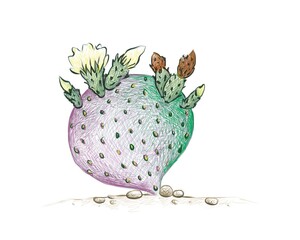 Illustration Hand Drawn Sketch of Opuntia Macrocentra Cactus, Black Spined Pricklypear or Purple Pricklypear. A Succulent Plants with Sharp Thorns for Garden Decoration.
