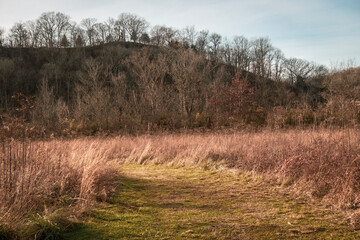 Fototapeta premium forest in autumn