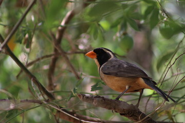 Pepitero