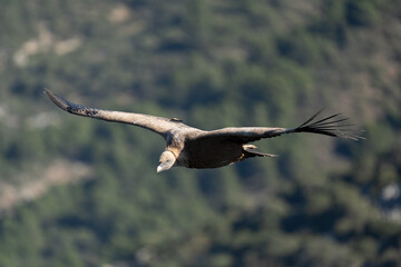 Griffon Vulture in flight in Caminito del Rey, in Malaga.
