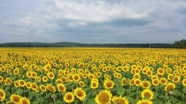 field of sunflowers