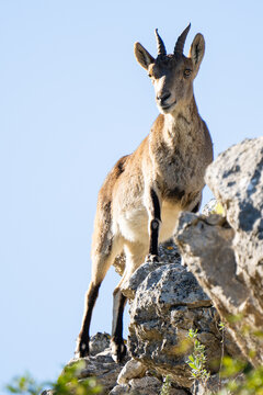 Pyrenean Ibex In The Sierra De Malaga (spain)
