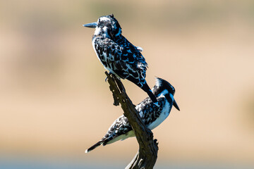 Ibis sacré,.Threskiornis aethiopicus, African Sacred Ibis