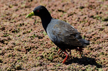 Râle à bec jaune,.Amaurornis flavirostra, Black Crake