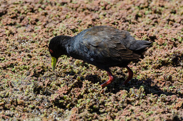 Râle à bec jaune,.Amaurornis flavirostra, Black Crake
