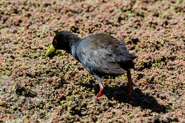 Râle à bec jaune,.Amaurornis flavirostra, Black Crake