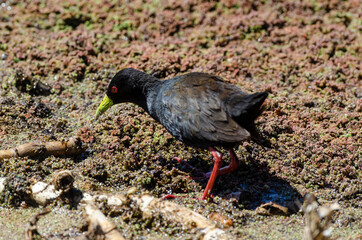 Râle à bec jaune,.Amaurornis flavirostra, Black Crake