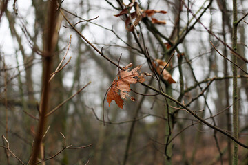autumn in the forest