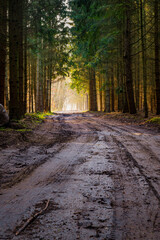 path in the forest