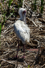 Spatule d'Afrique,.Platalea alba, African Spoonbill