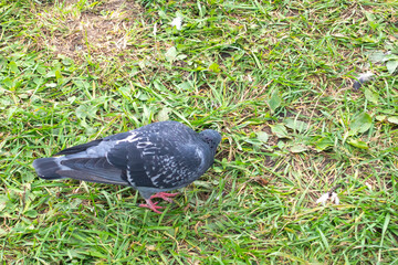 one pigeon walking and eating in the street