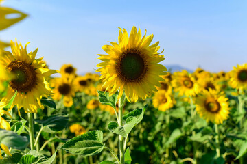 sunflowers in the field