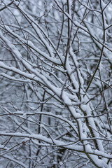 nature poster. forest with  snow.