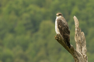 Aguilucho - Geranoaetus polyosoma -