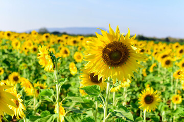 Fototapeta premium sunflowers in the field