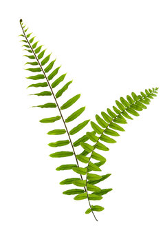 Close up view of nice fresh fern on white back to be cut out