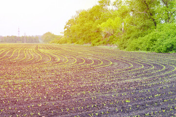 farmland with young seedling. farming industry and agriculture concept