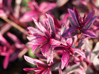 Euphorbia amygdaloides / Euphorbe 'Frosted Flame' ou euphorbe faux amandier à touffes de feuilles panachées très colorées, rouge foncé en hiver