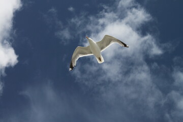 Gabbiano che vola in un cielo azzurro con ali aperte