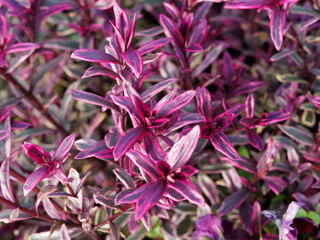 (Euphorbia amygdaloides) Euphorbe 'Frosted flame' au feuillage extraordinaire rouge lumineux et...