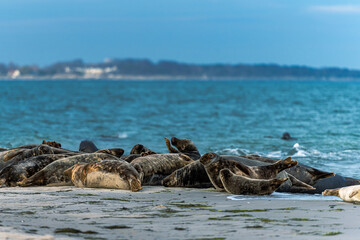 Fototapeta na wymiar A harbor seal colony resting on a sandbank near the ocean. Picture from Falsterbo in Scania, southern Sweden