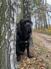 Black dog of breed Cane Corso sits in the forest. The big dog is watching closely. Pet in the park.