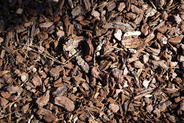 Casca de pinho, madeira, textura.