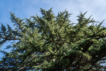 Majestic crown of Himalayan cedar, Cedrus Deodara (Deodar cedar, Himalayan cedar) against blue sky with white clouds. Close-up. Himalayan cedars in landscape parks of resort town of Sochi.