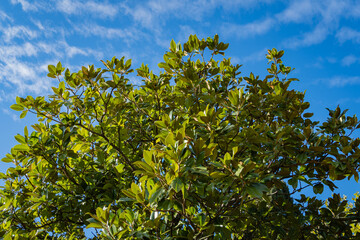 Crown of luxurious Magnolia Grandiflora with shiny evergreen leaves against blue autumn sky. Close-up. Magnolias decorate landscape parks in center of resort town of Sochi.
