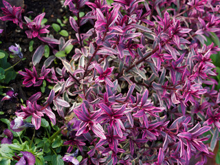 Euphorbia amygdaloides / Euphorbe 'Frosted Flame' ou euphorbe faux amandier à touffes de feuilles panachées très colorées, rouge foncé en hiver