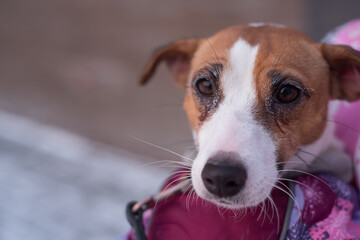 Frozen dog jack russell terrier on the street in winter